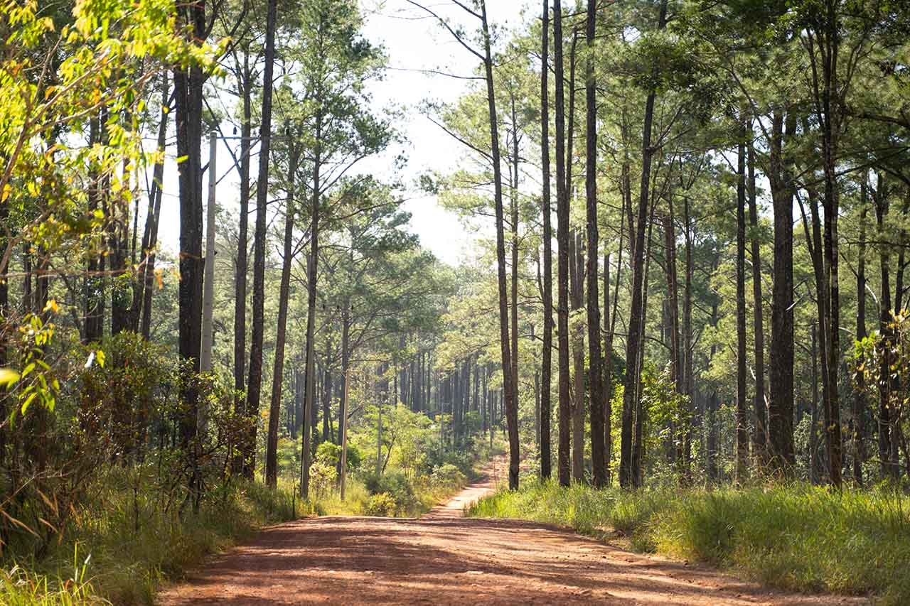 Kirirom National Park Cambodia